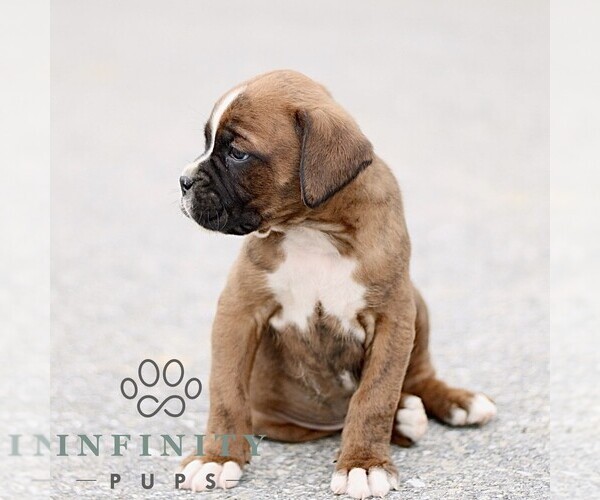 Medium Photo #3 Boxer Puppy For Sale in GORDONVILLE, PA, USA