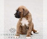 Small #2 Boxer