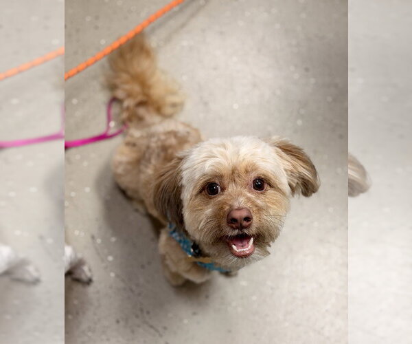 Medium Photo #1 Shih Tzu-Unknown Mix Puppy For Sale in Mundelein, IL, USA