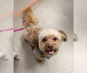 Shih Tzu-Unknown Mix Dogs for adoption in Mundelein, IL, USA