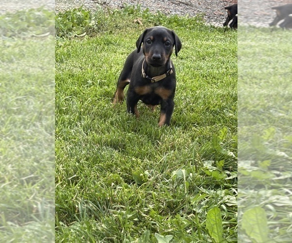 Medium Photo #3 Doberman Pinscher Puppy For Sale in WESTON, WI, USA