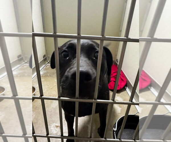 Medium Photo #2 American Staffordshire Terrier-Labrador Retriever Mix Puppy For Sale in Pierceton , IN, USA