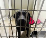 Small #1 American Staffordshire Terrier-Labrador Retriever Mix