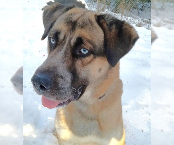 Medium Photo #1 Alaskan Malamute-German Shepherd Dog Mix Puppy For Sale in Anchorage, AK, USA