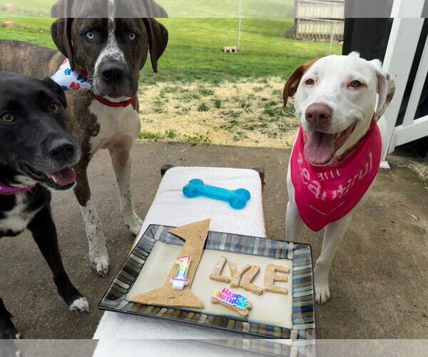 Medium Photo #4 Bullboxer Pit Puppy For Sale in Germantown, OH, USA