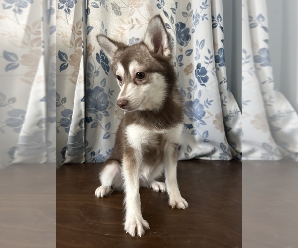 Medium Photo #47 Alaskan Klee Kai Puppy For Sale in DURHAM, CT, USA