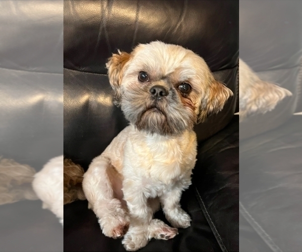 Medium Photo #34 Zuchon Puppy For Sale in NEW YORK MILLS, MN, USA