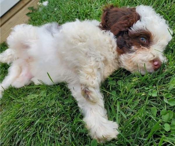 Medium Photo #3 Bernedoodle (Miniature) Puppy For Sale in LEETONIA, OH, USA
