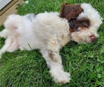 Small #2 Bernedoodle (Miniature)