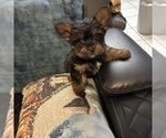 Small #8 Yorkshire Terrier