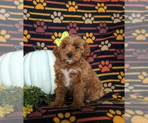 Maltipoo Puppy for sale in LINCOLN UNIV, PA, USA