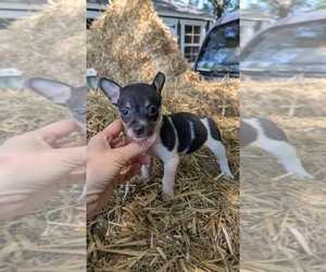 Rat Terrier Puppy for Sale in WHITAKERS, North Carolina USA