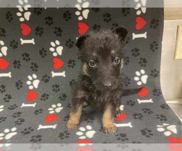 Medium Photo #2 German Shepherd Dog Puppy For Sale in HESPERIA, CA, USA