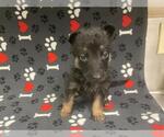 Small #1 German Shepherd Dog