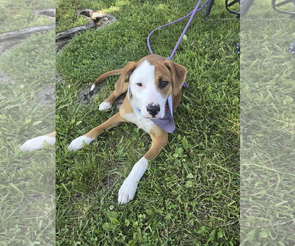 Medium Photo #2 Labrador Retriever-Unknown Mix Puppy For Sale in Hillsboro, MO, USA