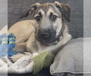 Mutt Dogs for adoption in Brooklyn Center, MN, USA