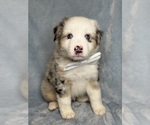 Puppy Buzz Australian Shepherd