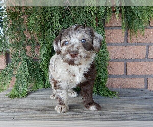 Medium Photo #7 Labradoodle Puppy For Sale in MILLERSBURG, OH, USA
