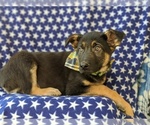 Small Photo #4 German Shepherd Dog Puppy For Sale in GLEN ROCK, PA, USA