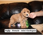Small #2 Cockapoo (Miniature)
