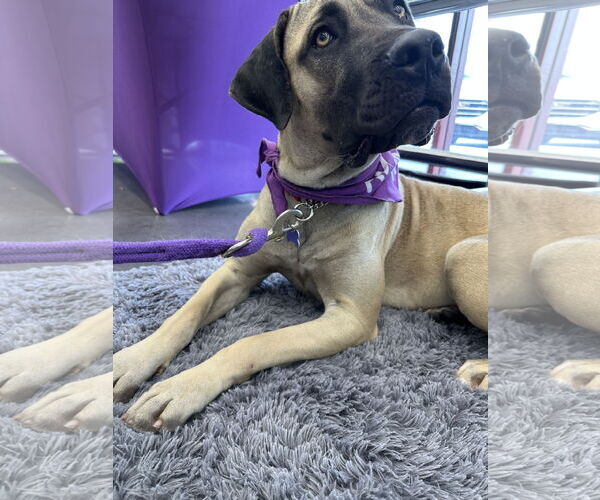 Medium Photo #7 Mutt Puppy For Sale in Goodyear, AZ, USA
