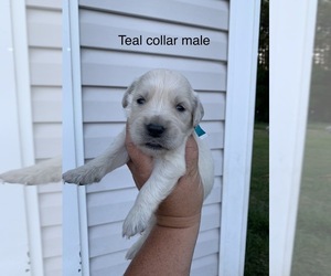 English Cream Golden Retriever Puppy for sale in JESUP, GA, USA