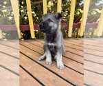 Puppy Puppy 6 German Shepherd Dog