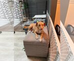 Small Photo #1 Chihuahua Puppy For Sale in Shillington, PA, USA