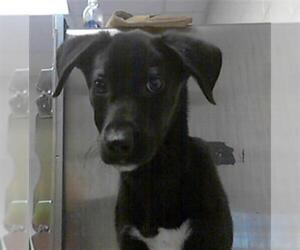 Labrador Retriever-Unknown Mix Dogs for adoption in Fayetteville, NC, USA