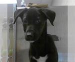 Small Labrador Retriever Mix