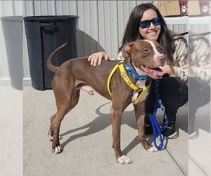 American Pit Bull Terrier Dogs for adoption in Benton, PA, USA