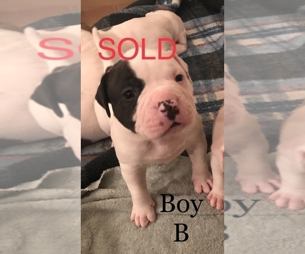 Medium Photo #12 American Bulldog Puppy For Sale in OXNARD, CA, USA