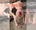 Small Photo #12 American Bulldog Puppy For Sale in OXNARD, CA, USA