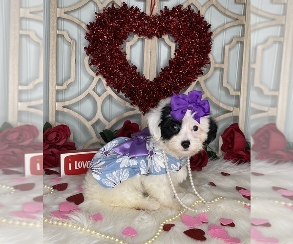 Medium Photo #1 YorkiePoo Puppy For Sale in MORRIS CHAPEL, TN, USA