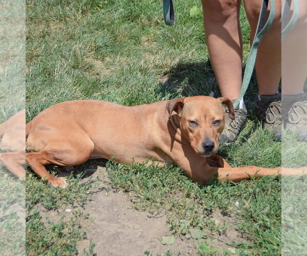 Medium Photo #5 American Staffordshire Terrier-Vizsla Mix Puppy For Sale in Huntley, IL, USA