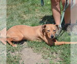 Small #4 American Staffordshire Terrier-Vizsla Mix