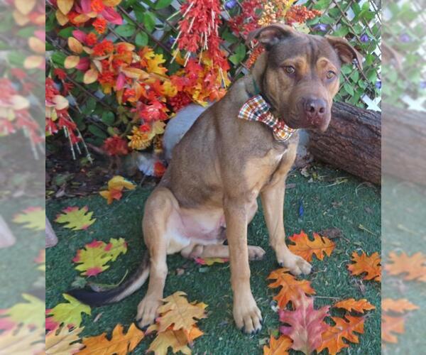 Medium Photo #1 Black Mouth Cur-Unknown Mix Puppy For Sale in Oklahoma City, OK, USA