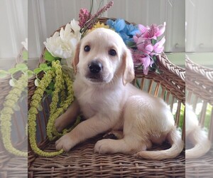 Golden Labrador-Goldendoodle Mix Puppy for sale in KNOX, PA, USA