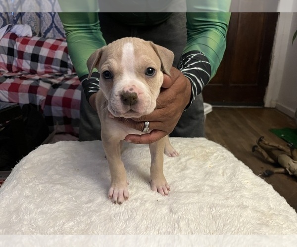 Medium Photo #16 American Bully Puppy For Sale in DUNDALK, MD, USA