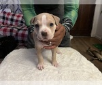 Small Photo #16 American Bully Puppy For Sale in DUNDALK, MD, USA
