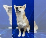Small Photo #8 Shiba Inu Puppy For Sale in HARTVILLE, MO, USA