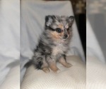 Puppy Puppy 3 Pomeranian