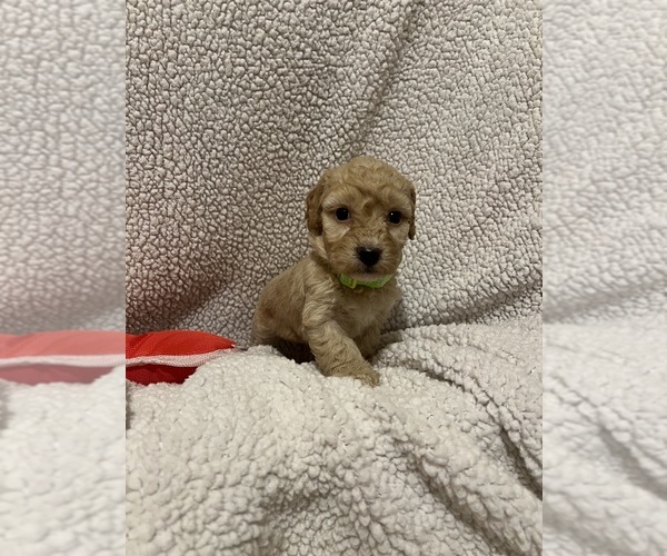 Medium Photo #3 Goldendoodle (Miniature) Puppy For Sale in CONVOY, OH, USA