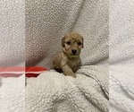 Small #2 Goldendoodle (Miniature)