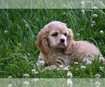 Small #2 Cocker Spaniel