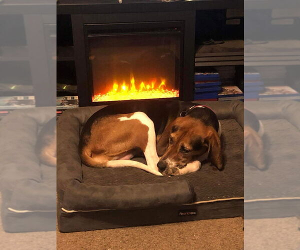 Medium Photo #4 Treeing Walker Coonhound Puppy For Sale in Aurora, IN, USA