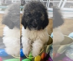 Puppy 1 Poodle (Standard)