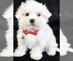 Small Maltese