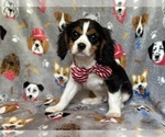 Small #3 Cavalier King Charles Spaniel