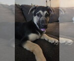 Small #3 Shepradors